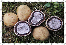 Elaphomyces decipiens